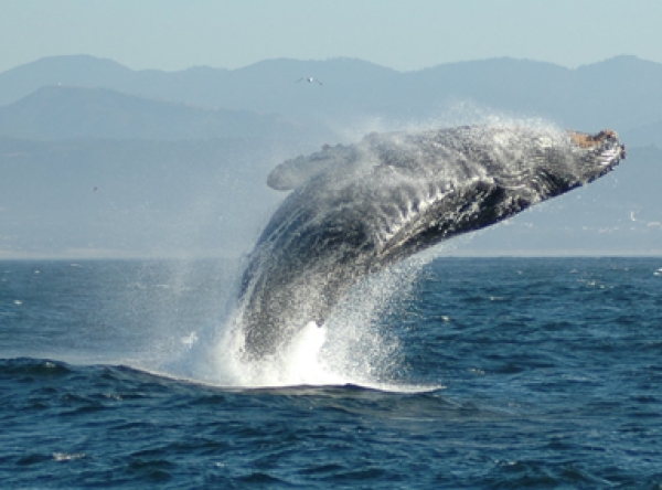 Whale Watching Tours