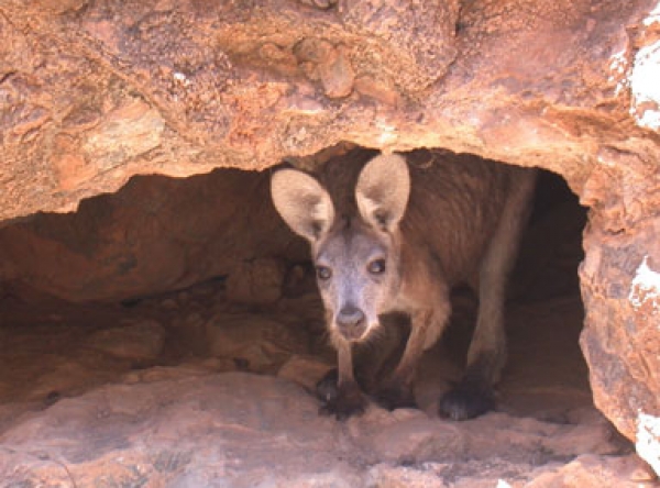 Flinders Ranges Tours